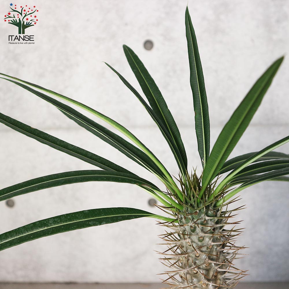 パキポディウム ラメリー 【観葉植物 6号角鉢 珍奇植物／多肉植物／1個