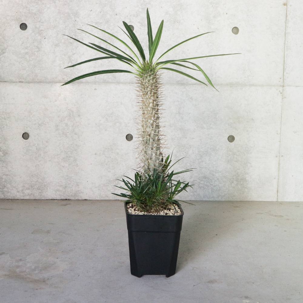 パキポディウム ラメリー 【観葉植物 6号角鉢 珍奇植物／多肉植物／1個売り】
