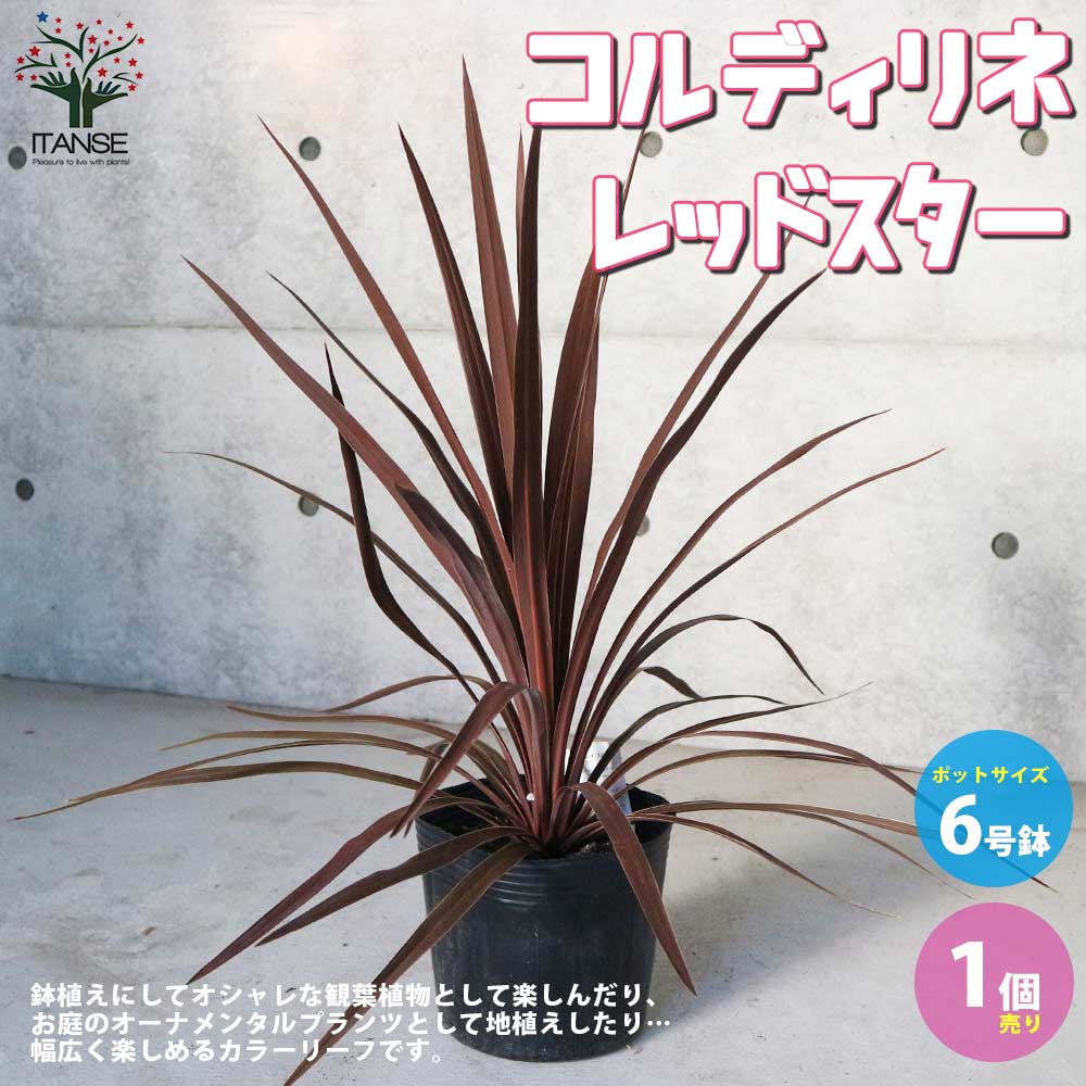 コルディリネ レッドスター【庭木 6号鉢 カラーリーフ／多年草／1個売り】