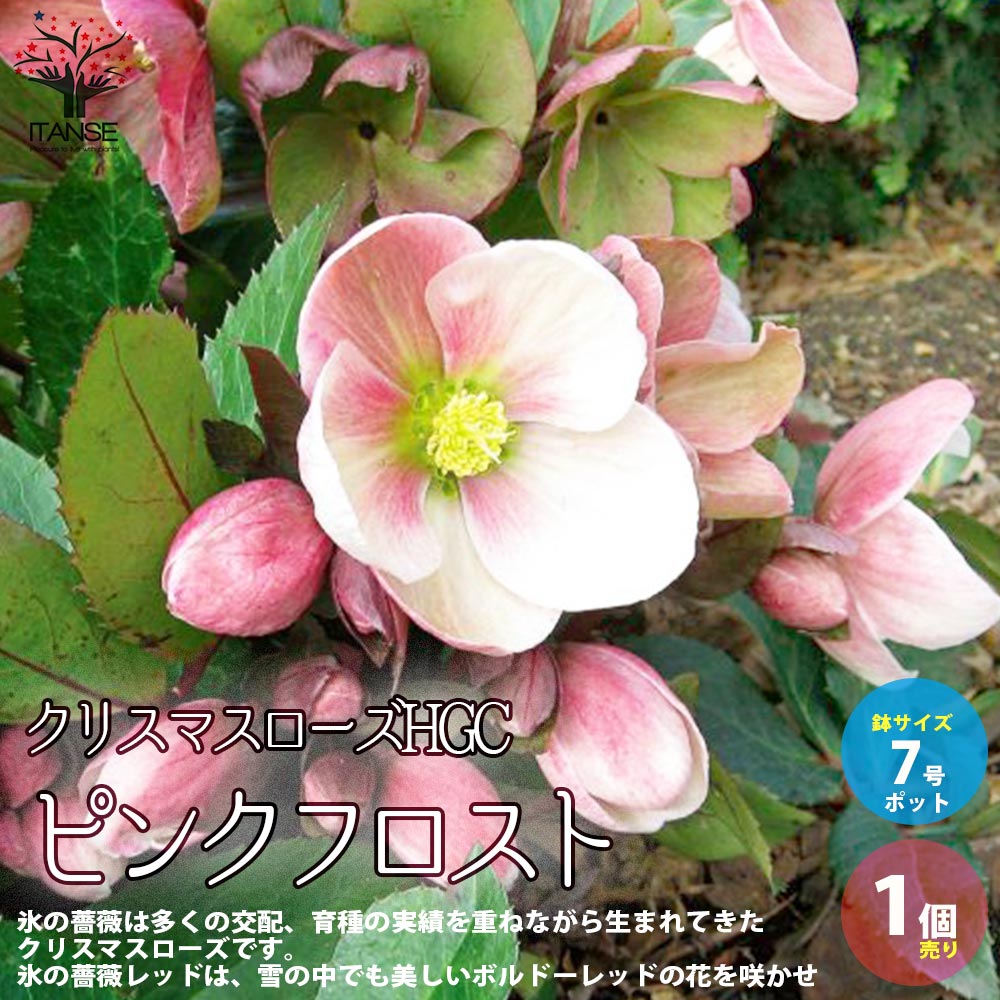 Itanse良品ｾﾚｸﾄ通販