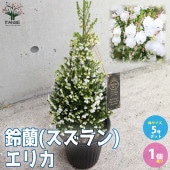 鈴蘭(スズラン)エリカ 【庭木 5号鉢 クリスマス飾り／1個売り】|植木・花木