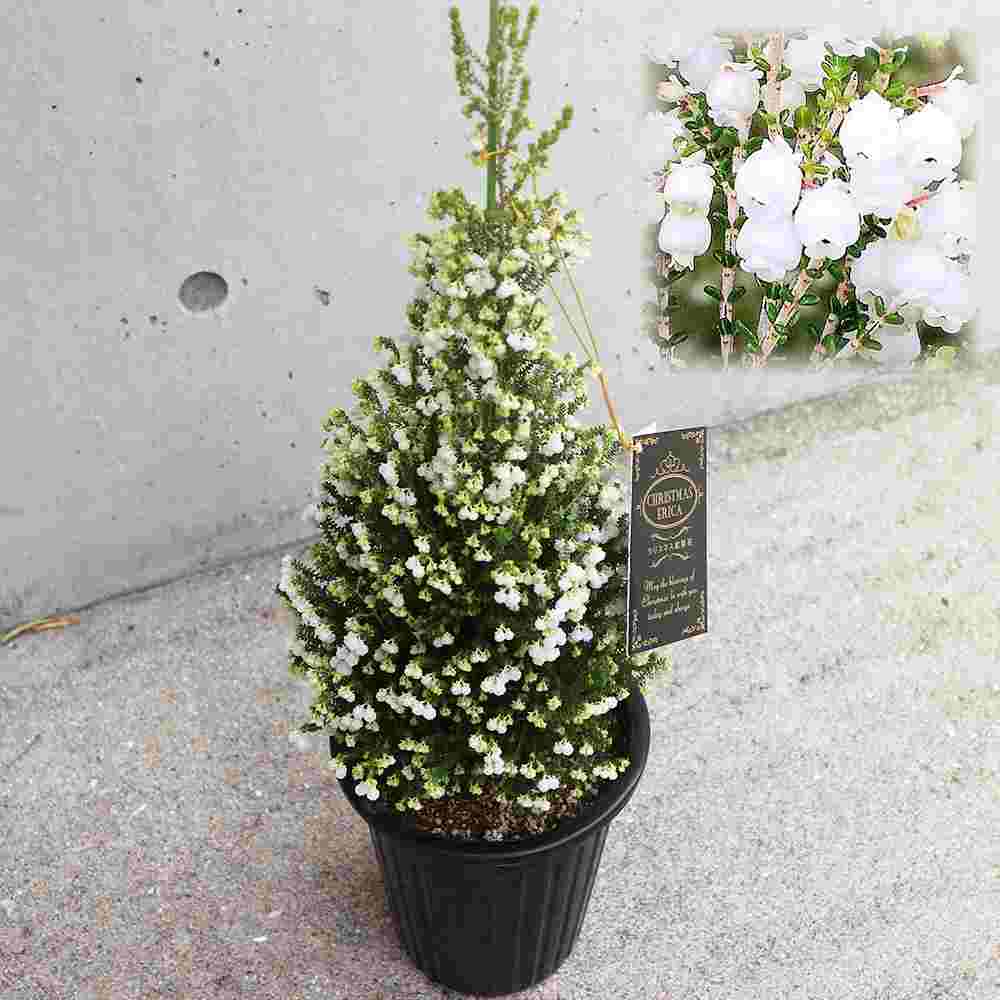 鈴蘭(スズラン)エリカ 【庭木 5号鉢 クリスマス飾り／1個売り】