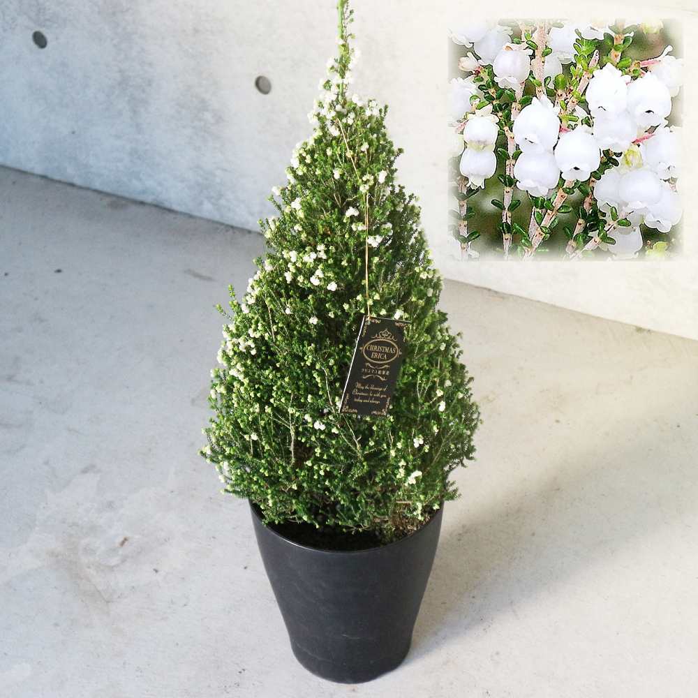 鈴蘭(スズラン)エリカ 【庭木 7号鉢 大苗 クリスマス飾り／1個売り】