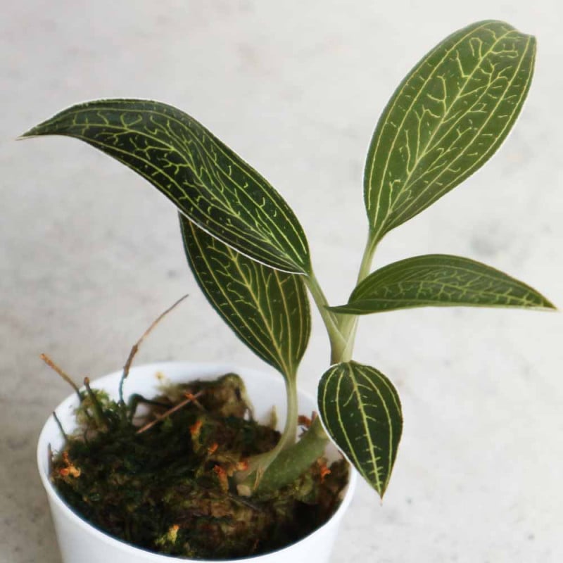 ジュエルオーキッド｜【植物のITANSE】全品送料無料・即出荷!