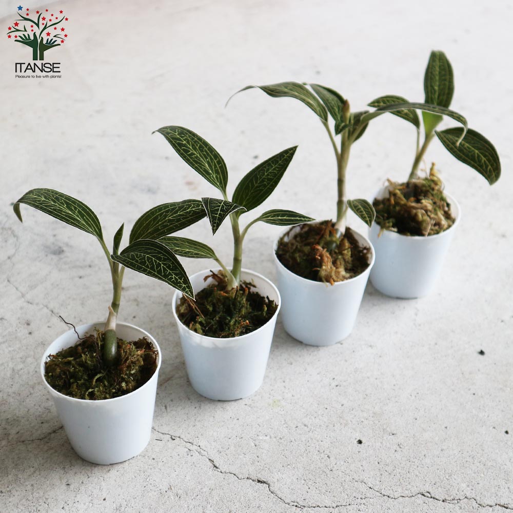 ひ*ん様 ジュエルオーキッド　ルディシアディスカラー　黄桜 Ludisia discolor '黄桜'[GK20-006] /Lud. discolor DarkLeaf SP