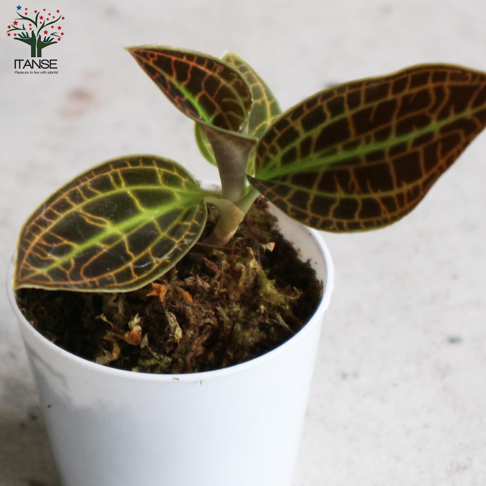 サンデリアナ 幼苗2 洋蘭 椎名洋ラン園 / TOPページ