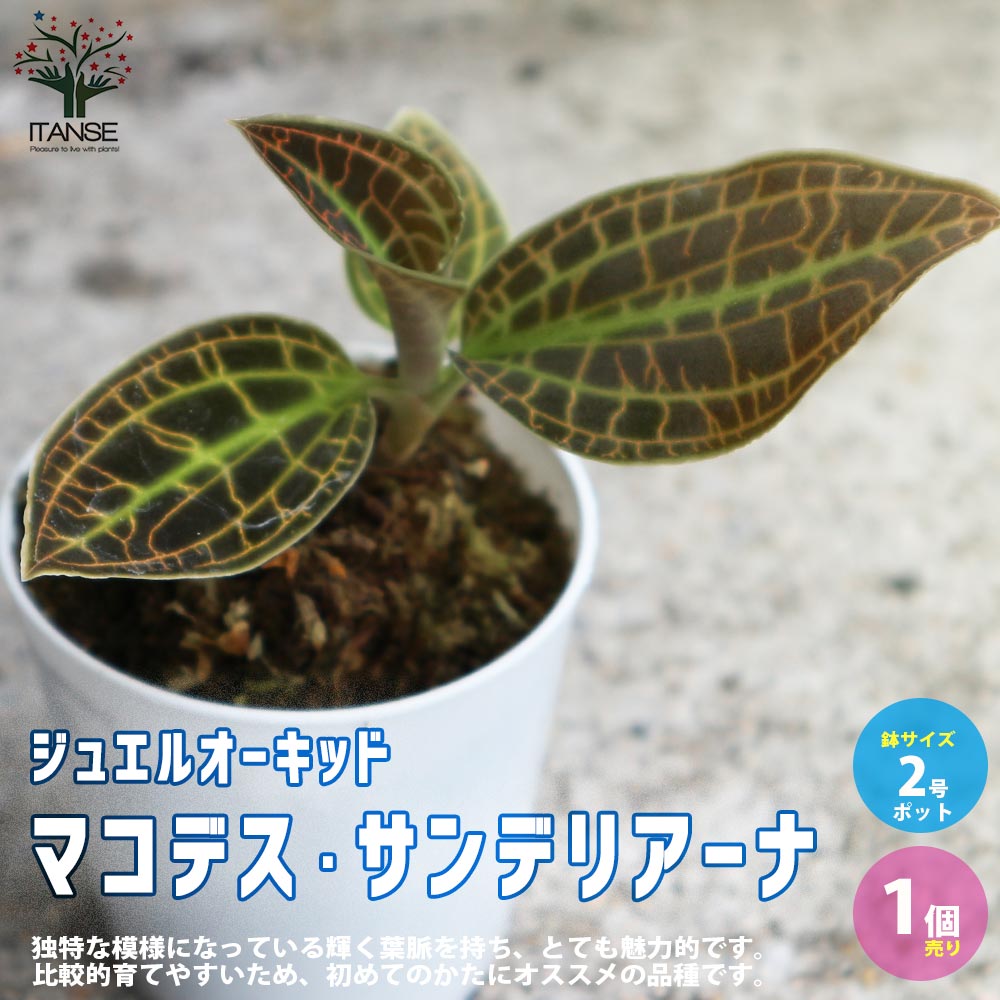 マコデス・サンデリアーナ (ジュエルオーキッド)【花苗 小型 2号プラスチック鉢 ラン／1個売り】