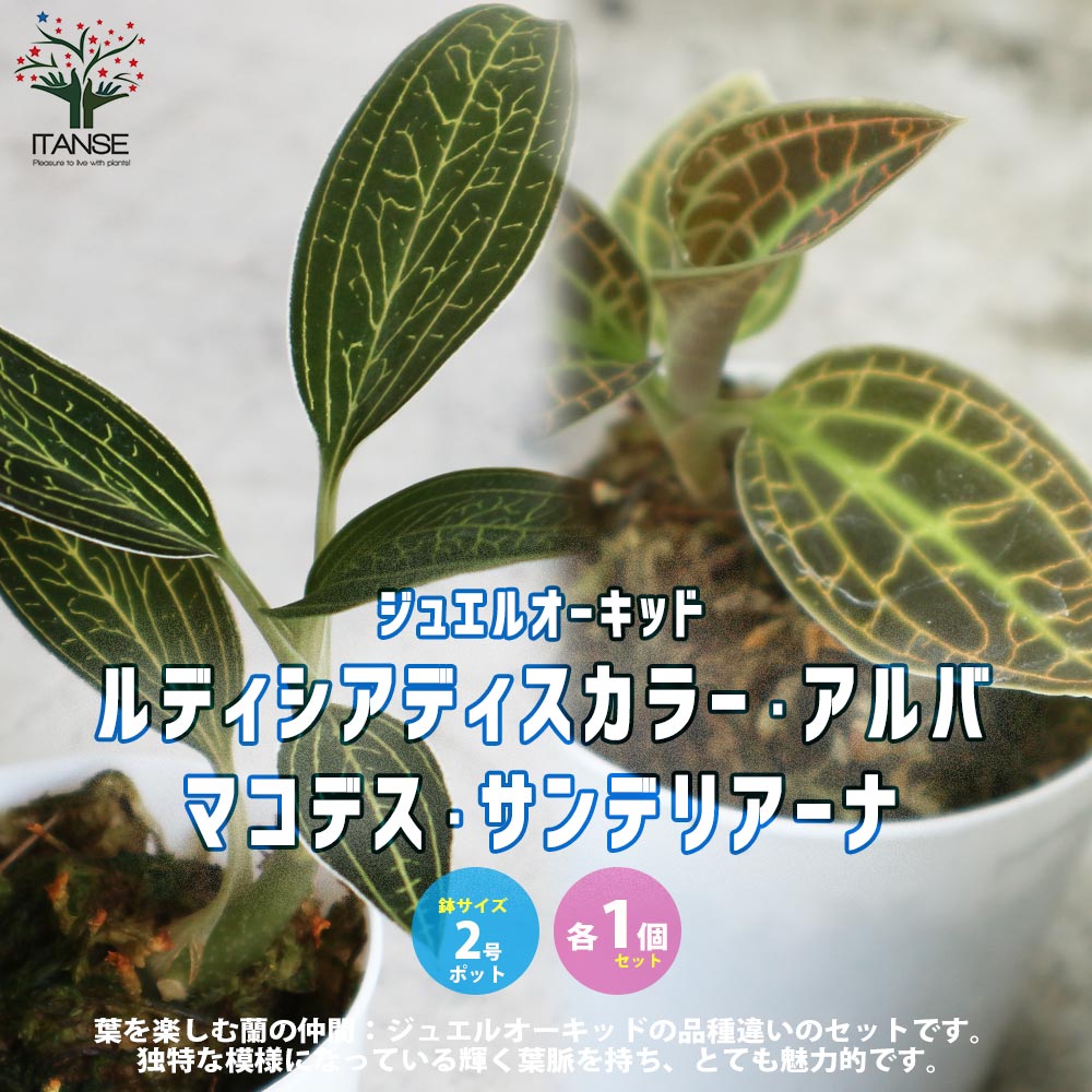 激レア マコデス リミィ 東カリマンタン 小苗 ジュエルオーキッド 激レア マコデス リミィ 東カリマンタン 小苗 ジュエル