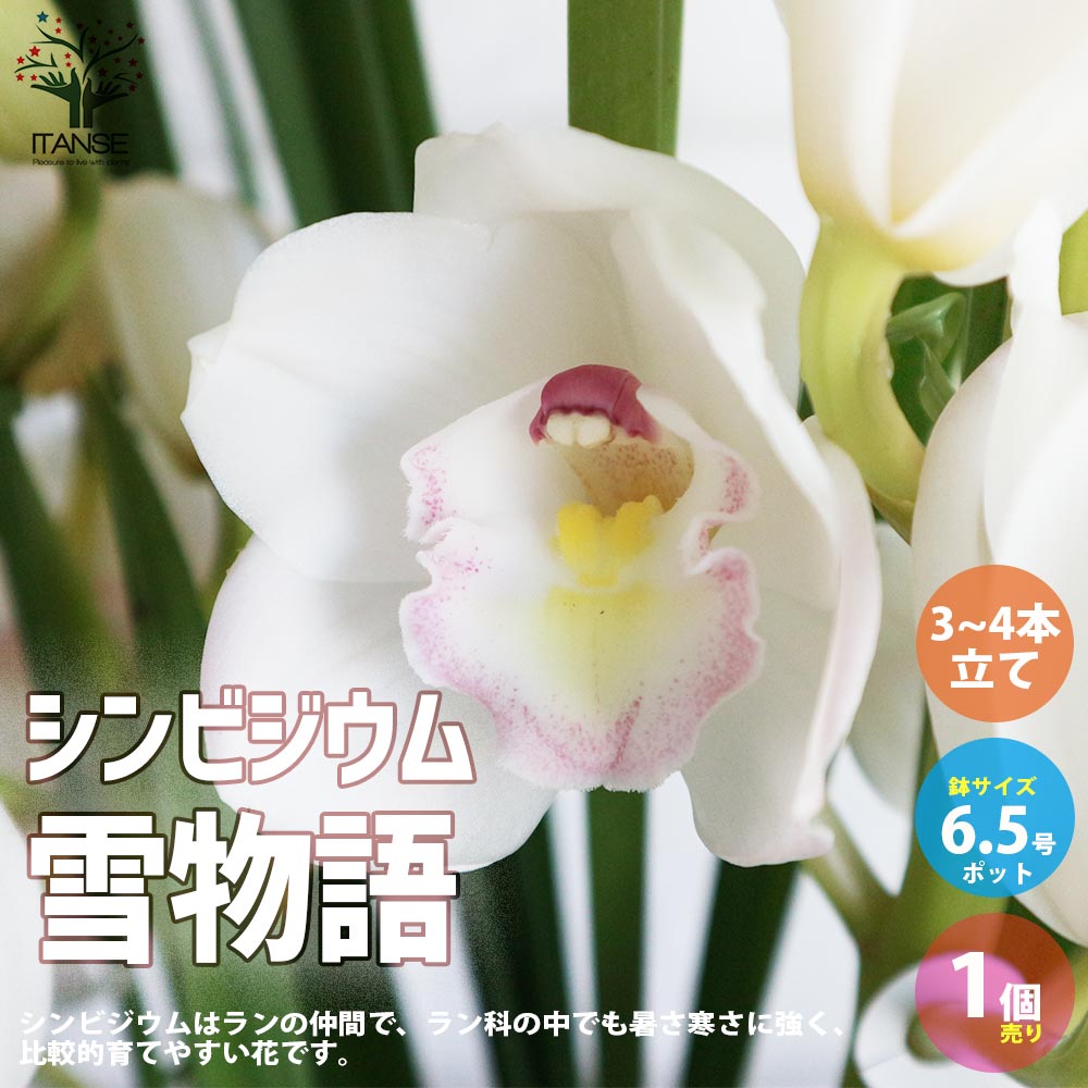 シンビジウム 雪物語 3～4本立 【花苗 6.5号鉢／1個売り】