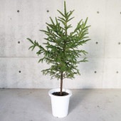 ピセア・グレニー (アカエゾマツ)【庭木 8号 大苗 庭園樹木／1個売り】|植木・花木