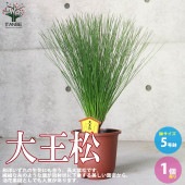 大王松 【庭木 5号 庭園樹木／1個売り】|植木・花木