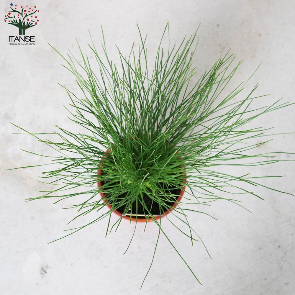 大王松 【庭木 5号 庭園樹木／1個売り】｜ 【植物のITANSE】全品