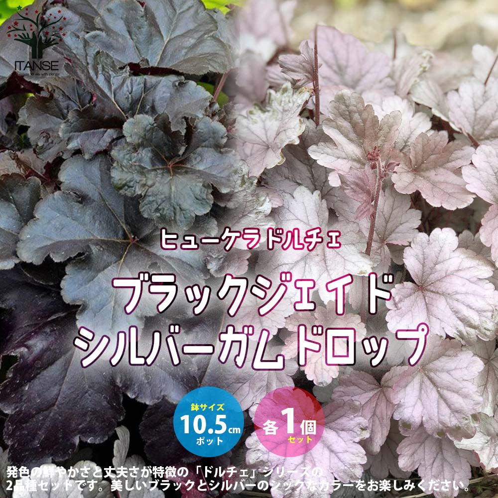 ヒューケラ・ドルチェ ブラックジェイド、シルバードロップ各1個【花苗 10.5cmポット苗 カラーリーフ・多年草／お買い得2個セット】