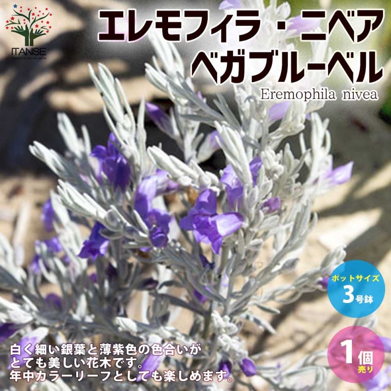 みかんの苗 ポンカン【果樹の苗木 4～5号ポット 接木苗／1個売り