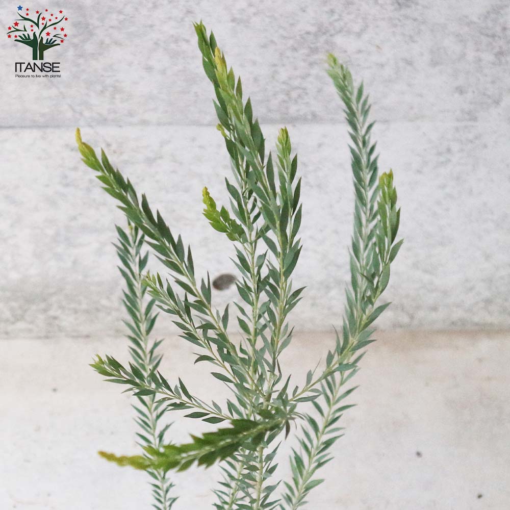 アカシア・ゴールドチップ 【庭木 5号鉢 庭園庭木／1個売り】｜ 【植物