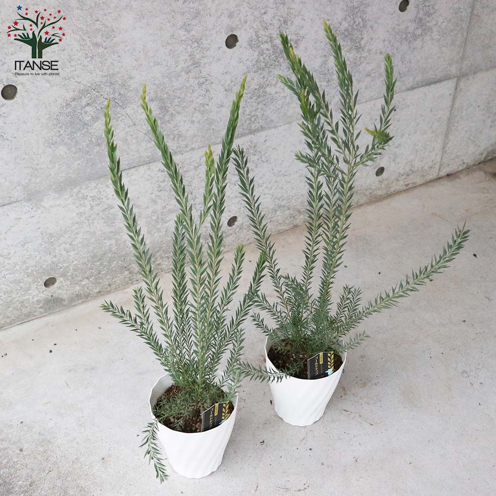 アカシア・ゴールドチップ 【庭木 5号鉢 庭園庭木／1個売り】｜ 【植物