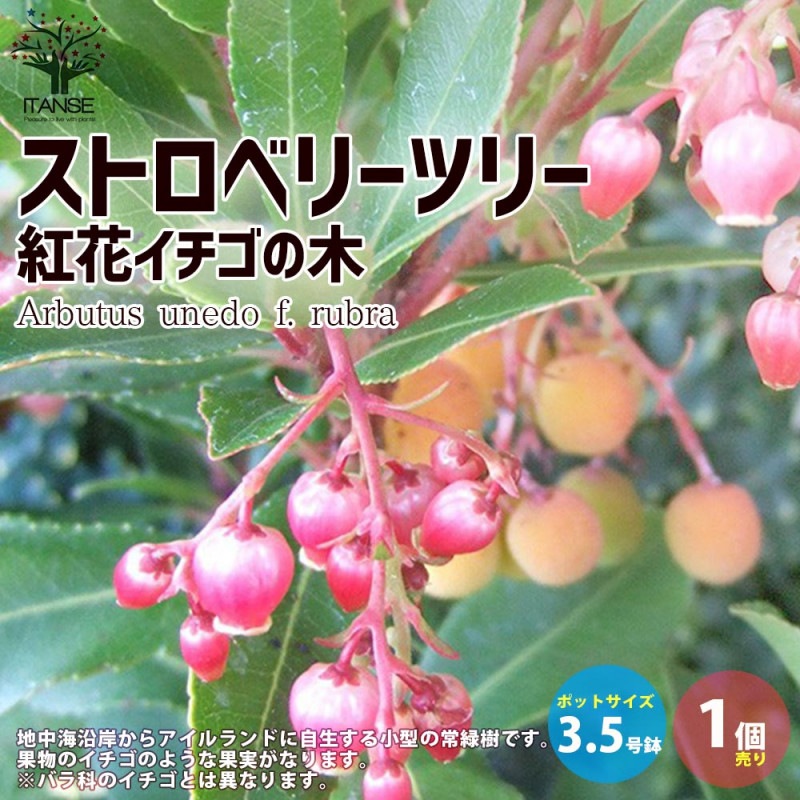 イチゴノキ 種子 アイリッシュストロベリーツリー 低木 花木 35 Off アイリッシュストロベリーツリー イチゴノキ 種子 アイリッシュストロベリーツリー 低木 花木 35 Off アイリッシュストロベリーツリー
