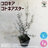 コロキア・コトネアスター 【庭木 9cmポット 庭園庭木／1個売り】|植木・花木