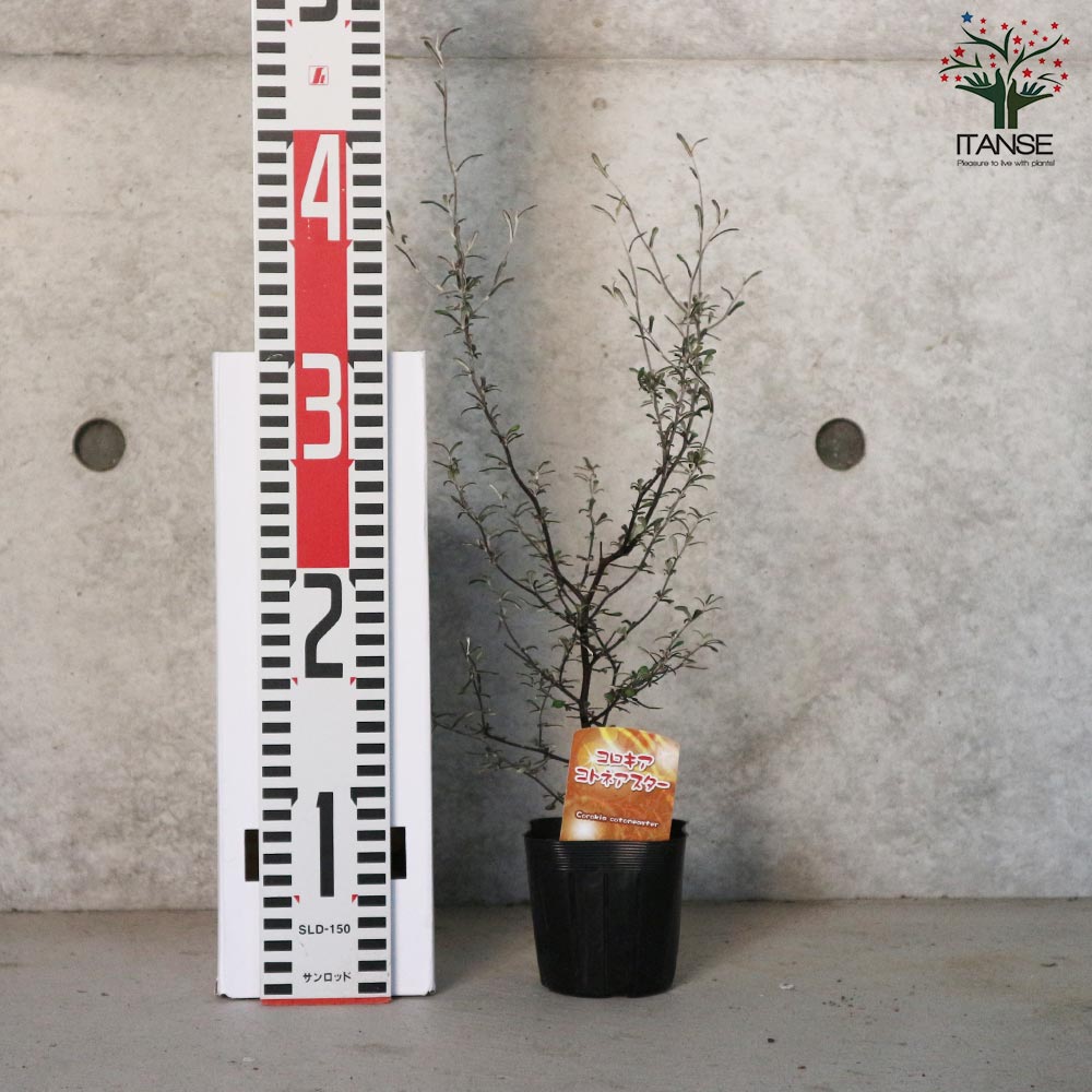 コロキア・コトネアスター 【庭木 9cmポット 庭園庭木／1個売り