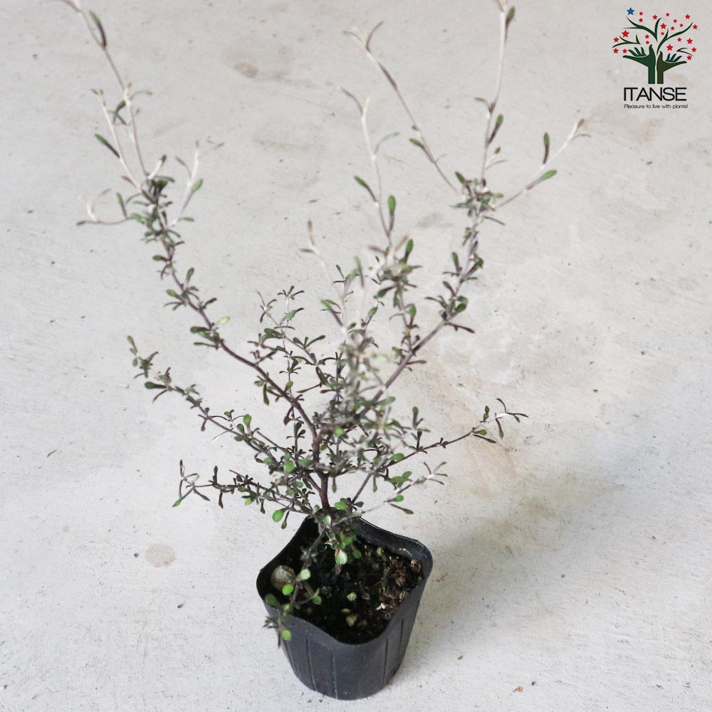 【確認用】　コロキア・コトネアスター 楽天市場】コロキア・コトネアスター5号硬質ポット屋外植物 玄関 庭