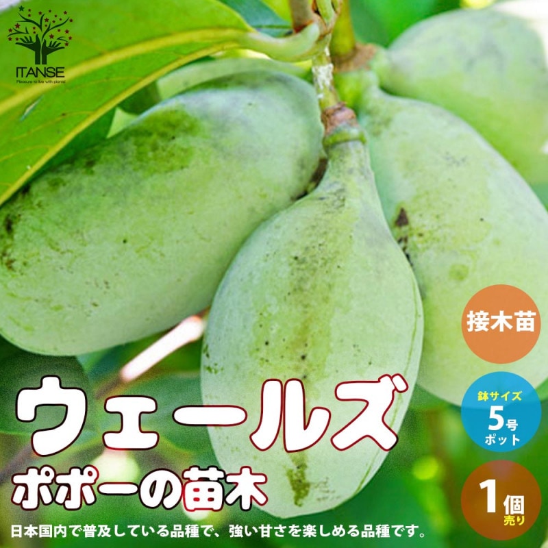 幻のポポー実生苗木 2点セット ３年生と２年生 ポポー 実生 苗 通販 苗木部 By 花ひろばオンライン