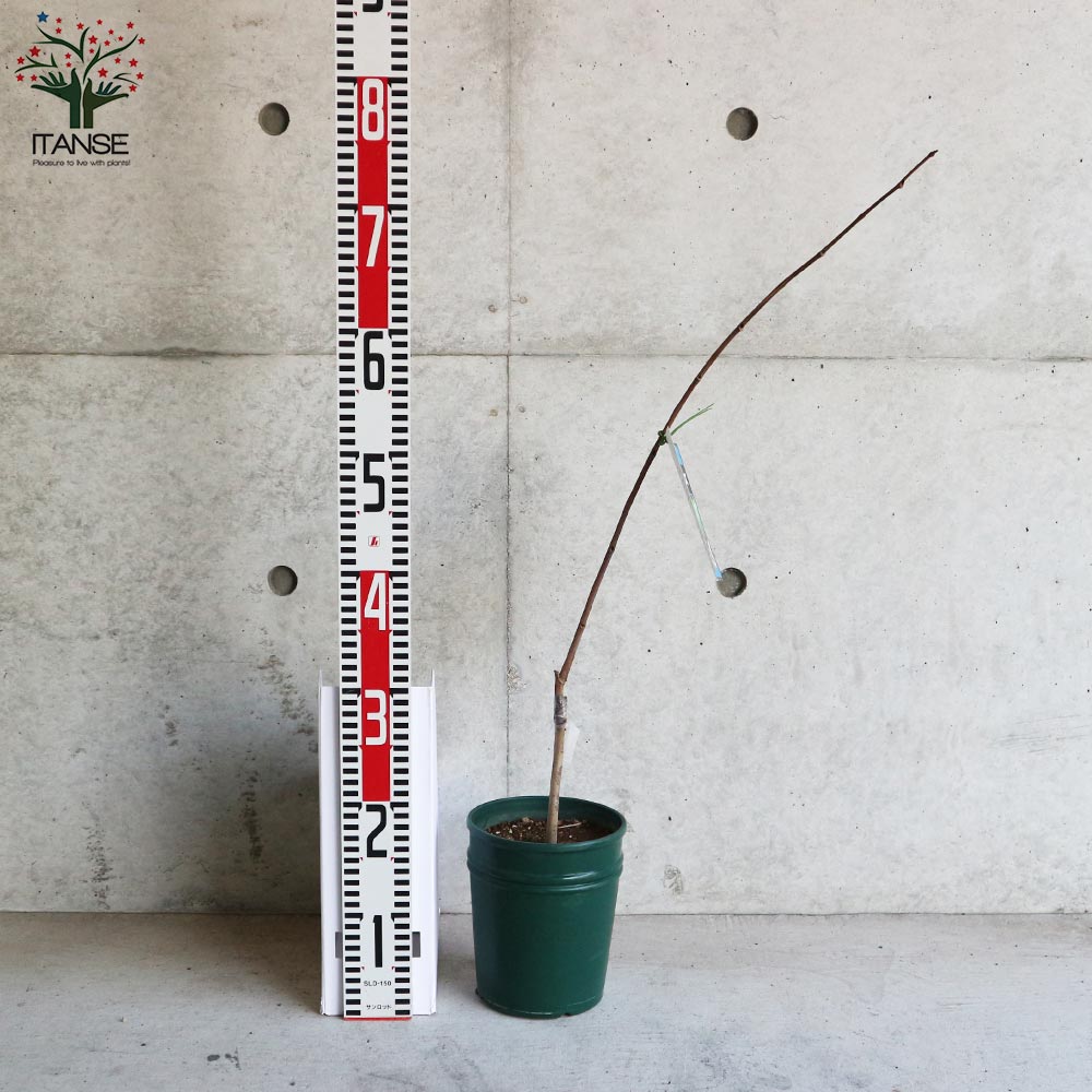 ポポーの苗木 (品種:ウェールズ)【果樹の苗木 5号ポット苗 2年生 接木