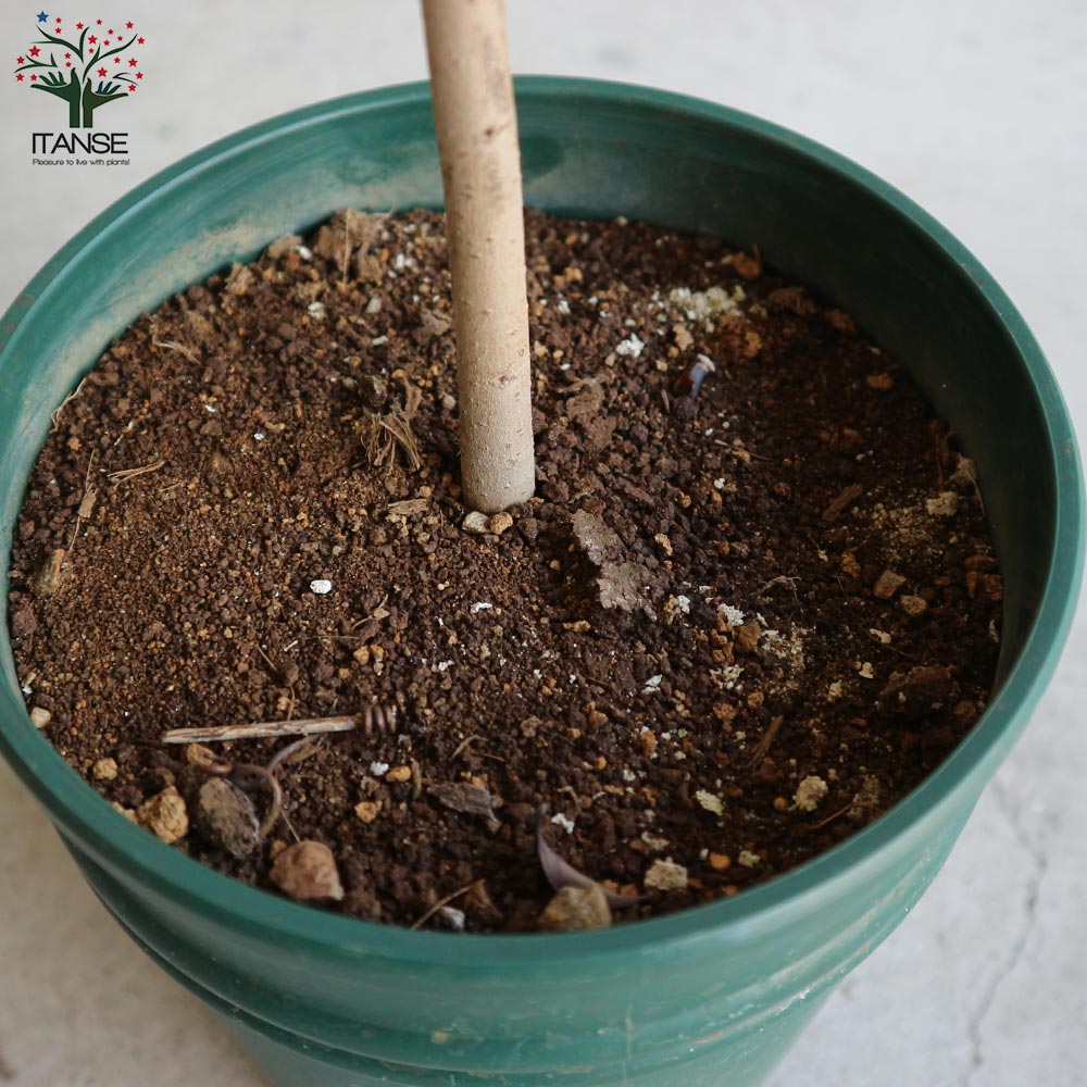 ポポーの苗木 (品種:ウェールズ)【果樹の苗木 5号ポット苗 2年生 接木