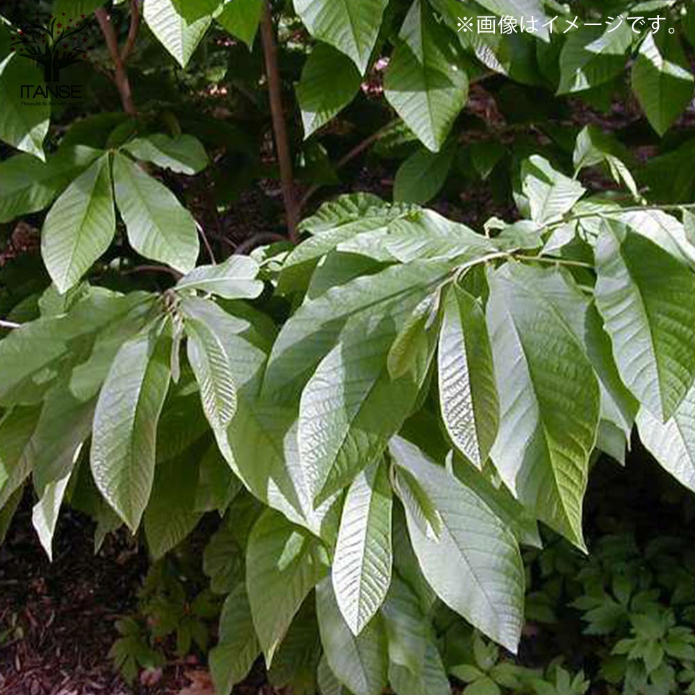 【サマーセール中】ポポー 接木苗 ウェールズ 約95cm 布ポット植え サマーセール中】ポポー 接木苗 ウェールズ 約95cm 布ポット植え