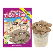 菌床きのこ栽培セット”でるまっしゅ” ひらたけ 【セット内容：ひらたけ菌床ブロック、日向土、説明書、ビニール袋】|栽培セット