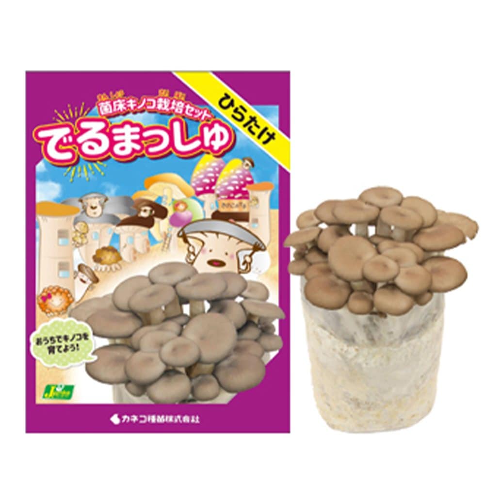 菌床きのこ栽培セット”でるまっしゅ” ひらたけ 【セット内容：ひらたけ