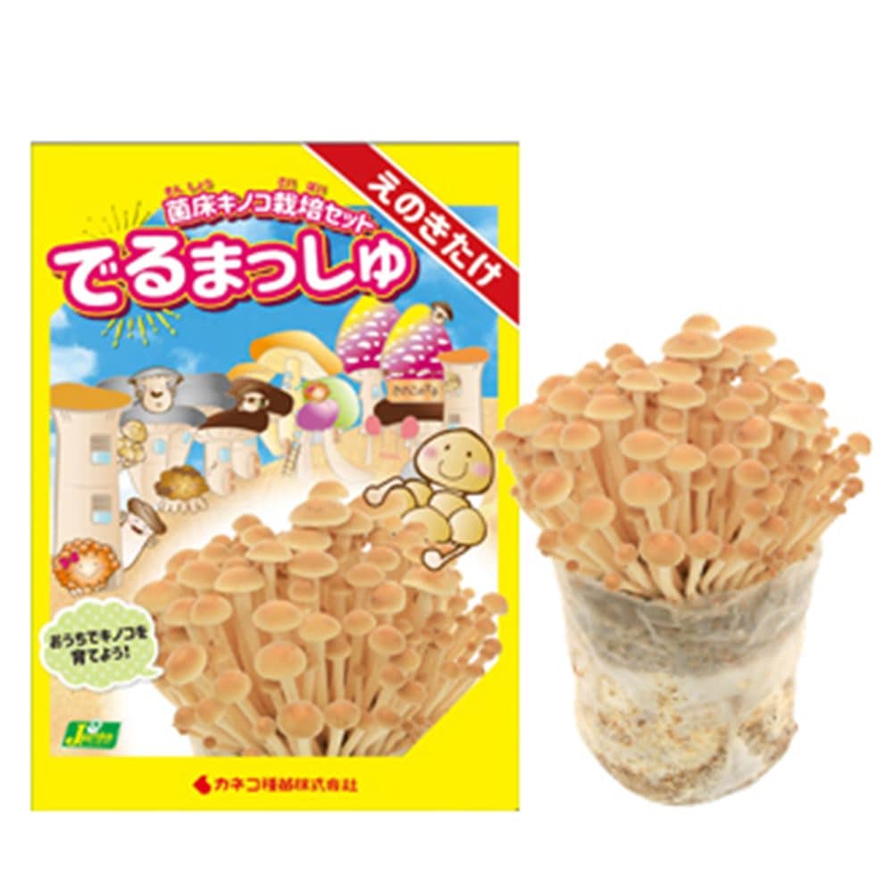 菌床きのこ栽培セット”でるまっしゅ” えのきたけ 【セット内容：えのきたけ菌床ブロック、日向土、説明書、ビニール袋】