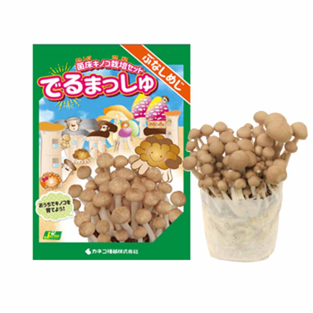 菌床きのこ栽培セット”でるまっしゅ” ぶなしめじ 【セット内容：ぶなしめじ菌床ブロック、日向土、説明書、ビニール袋】