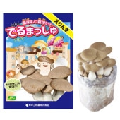 菌床きのこ栽培セット”でるまっしゅ” えりんぎ 【セット内容：えりんぎ菌床ブロック、日向土、説明書、ビニール袋】|栽培セット