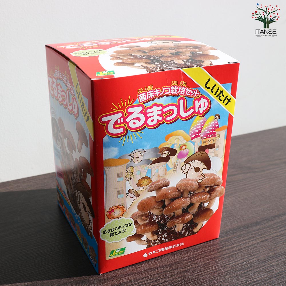 菌床きのこ栽培セット”でるまっしゅ” しいたけ・えりんぎ・ぶなしめじ