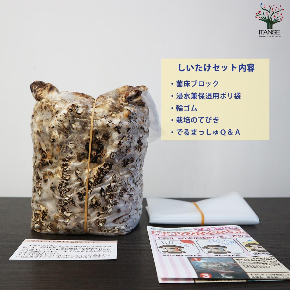 菌床きのこ栽培セット”でるまっしゅ” しいたけ・えのき・えりんぎ
