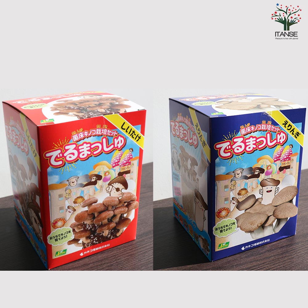 菌床きのこ栽培セット”でるまっしゅ” しいたけ・なめこ・ひらたけ