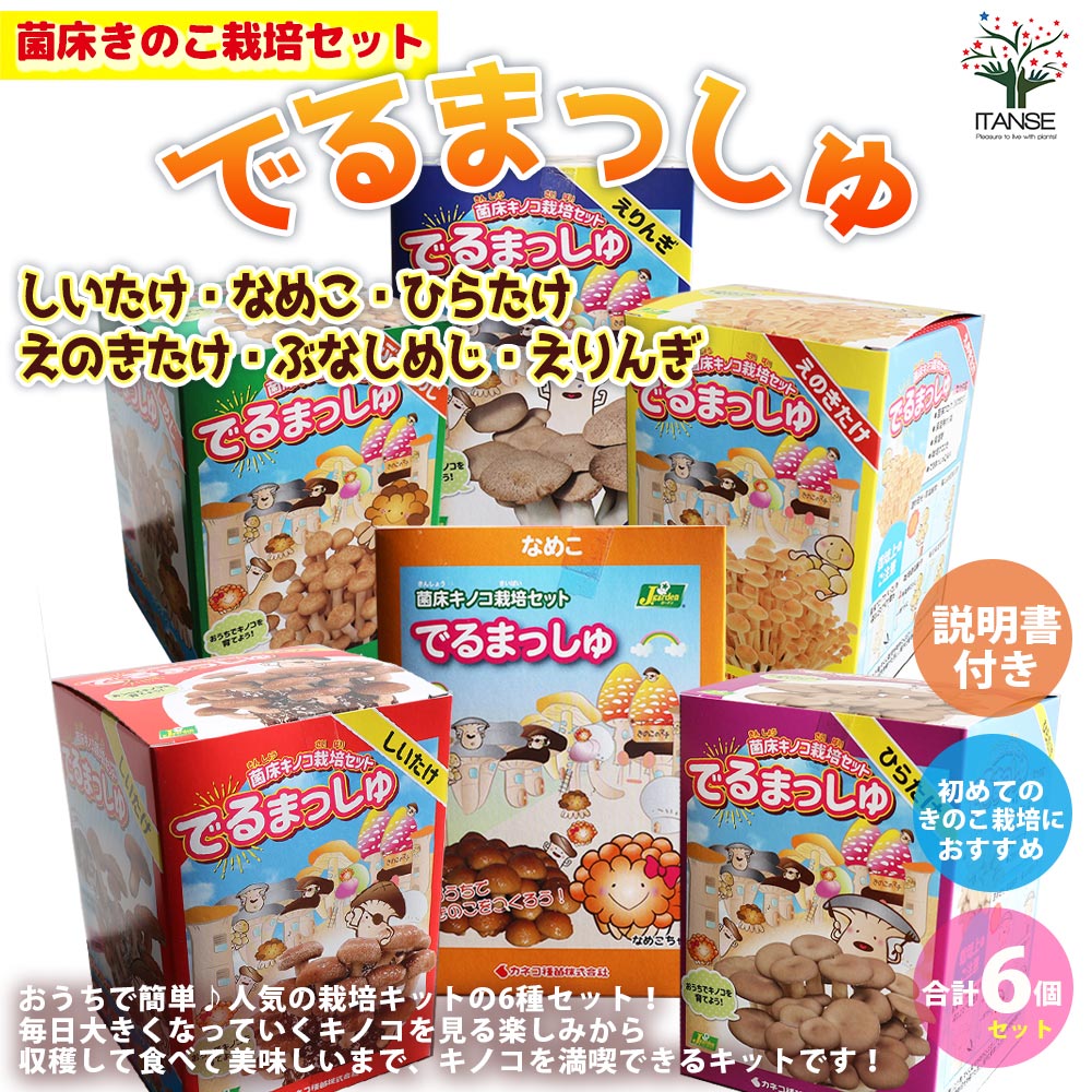 菌床きのこ栽培セット”でるまっしゅ” しいたけ・なめこ・ひらたけ・えのきたけ・ぶなしめじ・えりんぎ【お買い得6個セット】