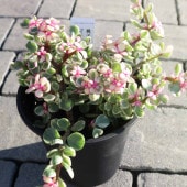 ポーチュラカリア・桃子の舞(ももこのまい)【多肉植物 3.5〜4号ポット苗／1個売り】|植木・花木
