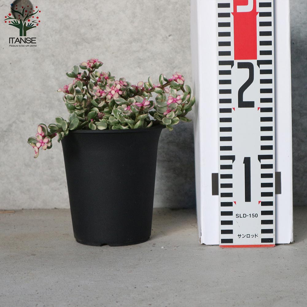 ポーチュラカリア・桃子の舞(ももこのまい)【多肉植物 3.5～4号ポット