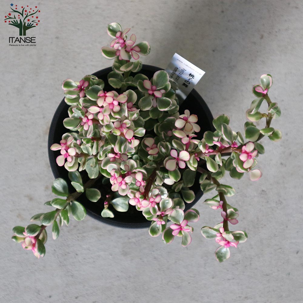 ポーチュラカリア・桃子の舞(ももこのまい)【多肉植物 3.5～4号ポット