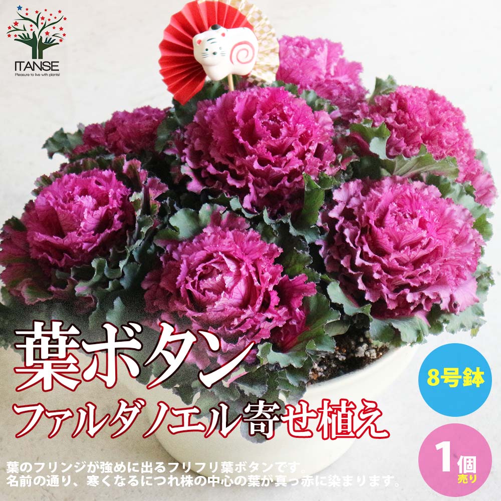 葉ボタン ファルダノエル【花苗 8号ボール鉢 迎春寄せ植え／ピック付き／1個売り】