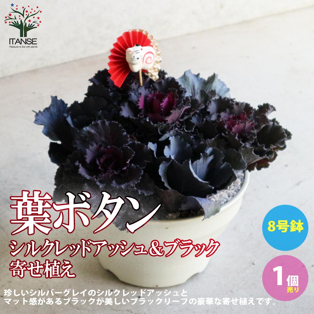 葉ボタン シルクレッドアッシュ＆ブラック【花苗 8号ボール鉢 迎春寄せ植え／ピック付き／1個売り】