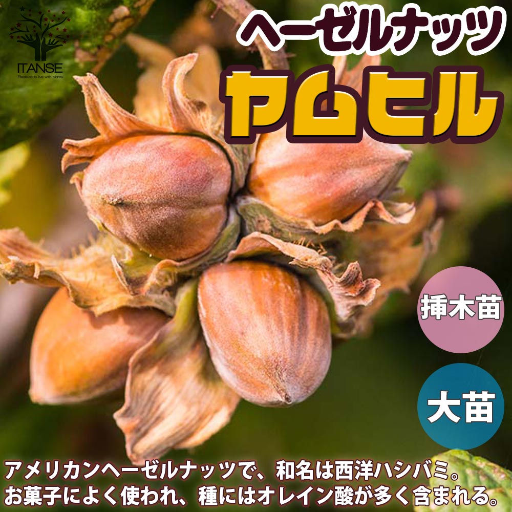 ヘーゼルナッツ 苗木