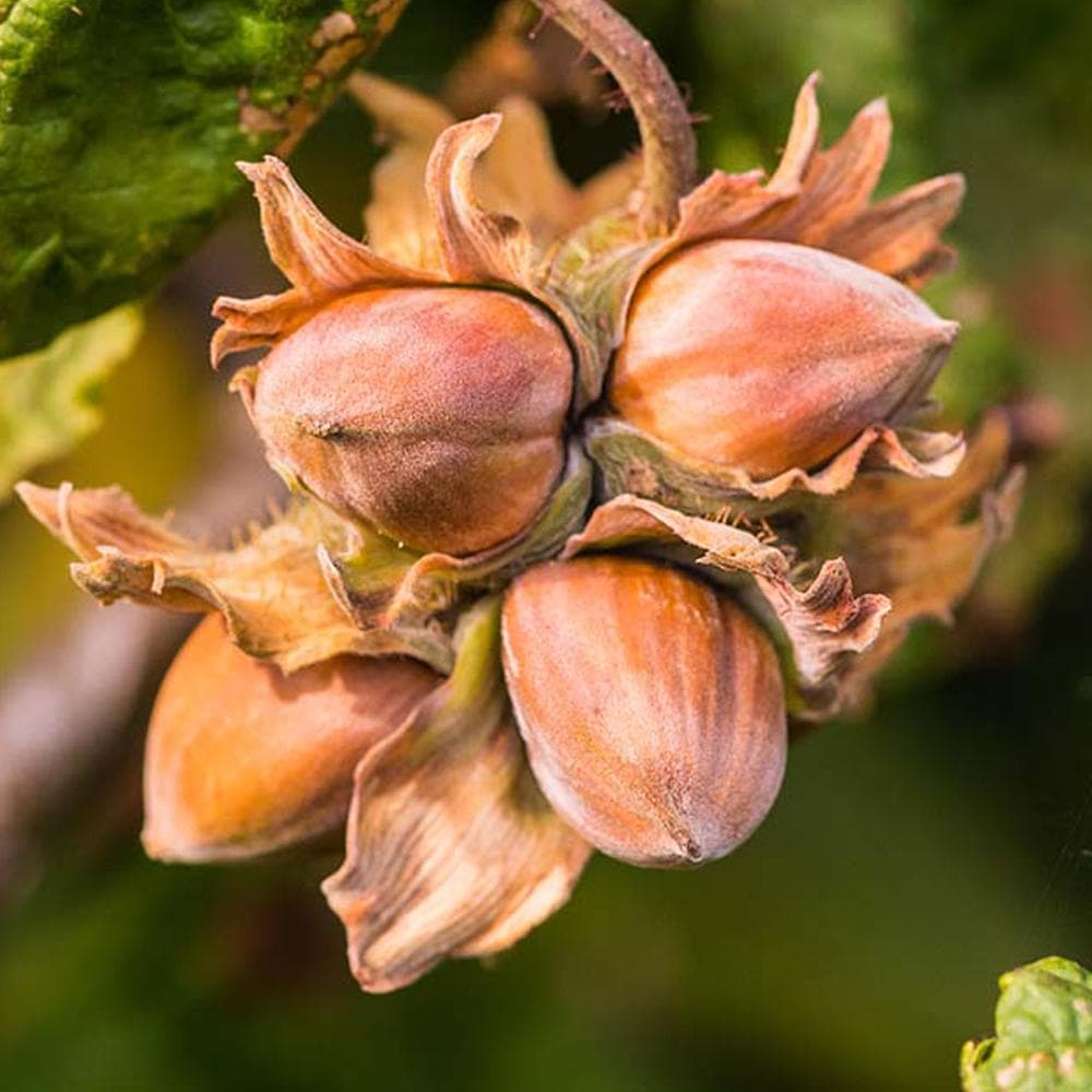 ヘーゼルナッツ ヤムヒル【果樹の苗木 13.5cm 2 果樹苗／1個売り】