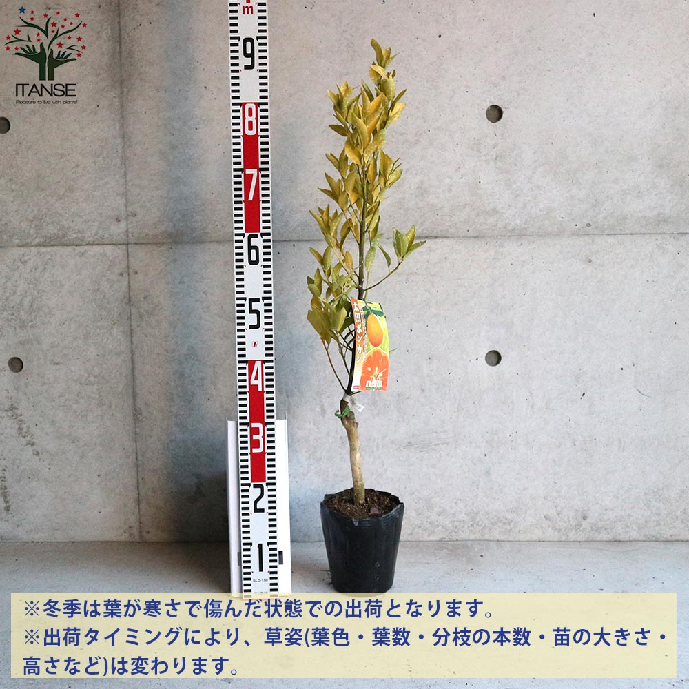 希少　台湾果樹　ピンポン 宮脇果樹園
