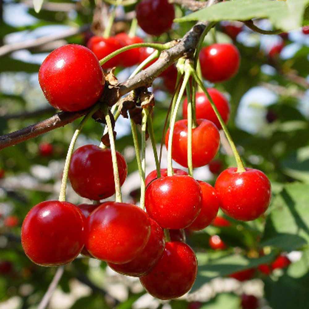 暖地桜桃(だんちおうとう)の苗 1本で実がなる小さなさくらんぼ【果樹の苗木 6号ポット／1個売り】