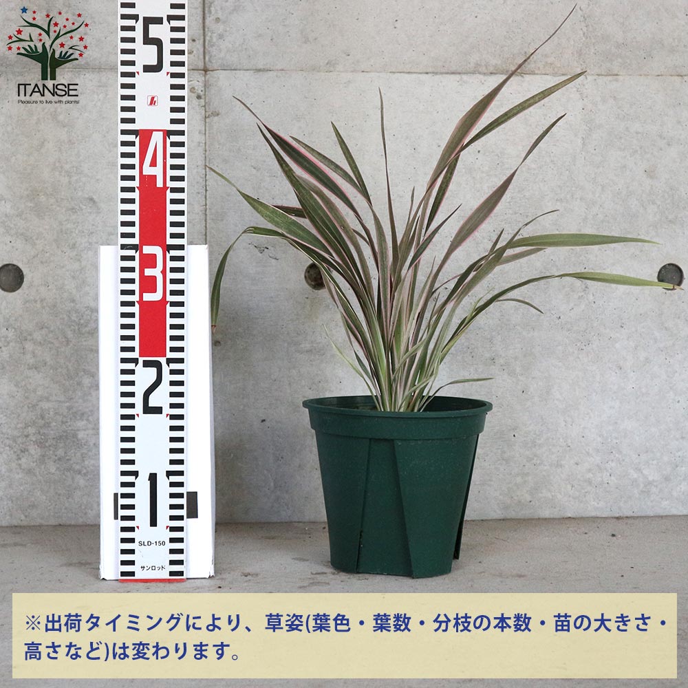 ピンクとホワイトのストライプ　鉢 : ＩＴＡＮＳＥ ニューサイラン・ピンクストライプ 6号鉢