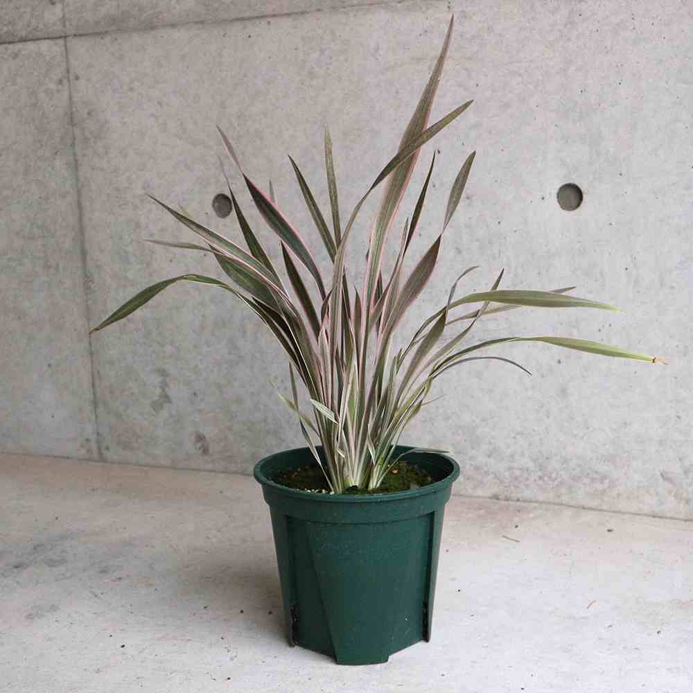 ニューサイラン・ピンクストライプ【観葉植物 6号鉢 カラーリーフ／1個売り】