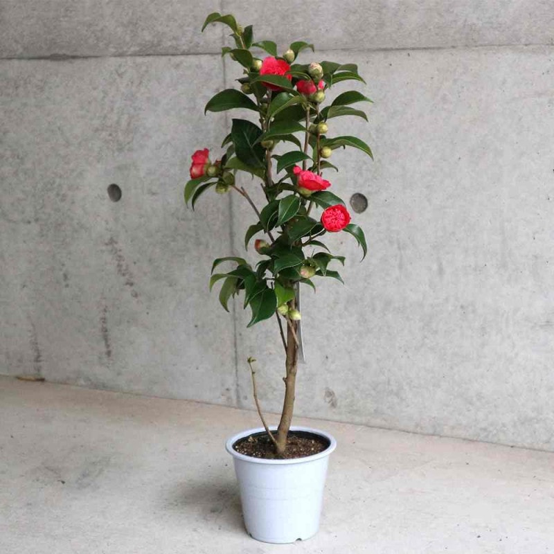 椿(ツバキ)の苗木 白卜伴 【花木苗 4～4.5号／1個売り】｜ 【植物の