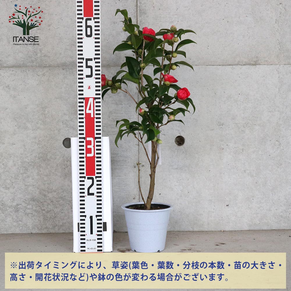 椿 卜半錦(ぼくはんにしき) 唐子咲き小輪椿【庭木 4.5号鉢／1個売り